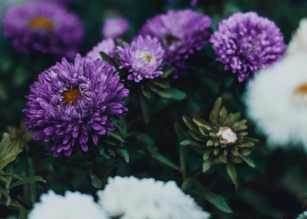 Willkommen im Kleingärtnerverein Leopoldau-Ladestelle